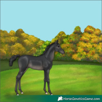 Horse Color:Black 