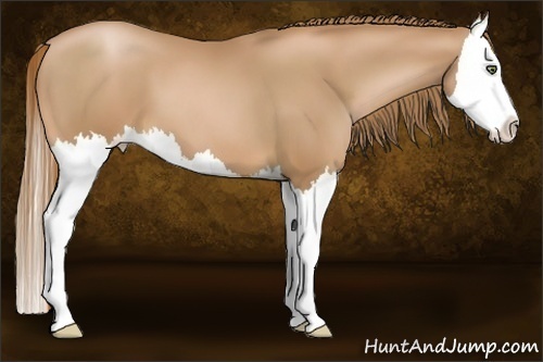 Horse Color:Chestnut Pearl Splash 