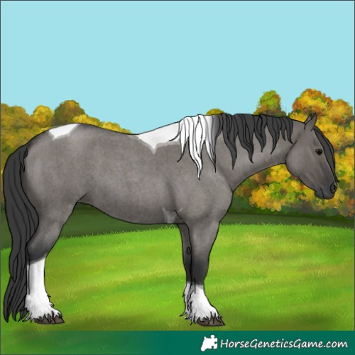 Horse Color:Grullo Roan Tobiano