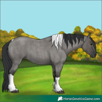 Horse Color:Grullo Roan Tobiano 