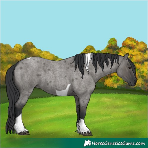 Horse Color:Grullo Roan Tobiano 