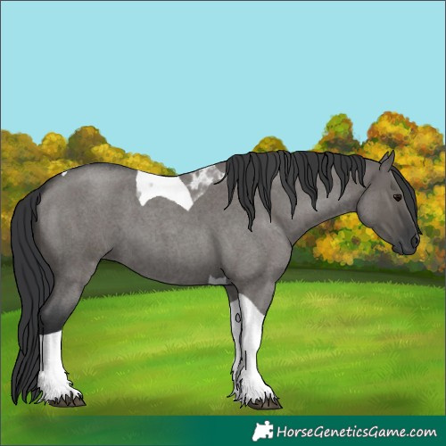 Horse Color:Grullo Roan Tobiano 