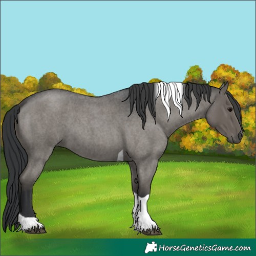Horse Color:Grullo Roan Tobiano 