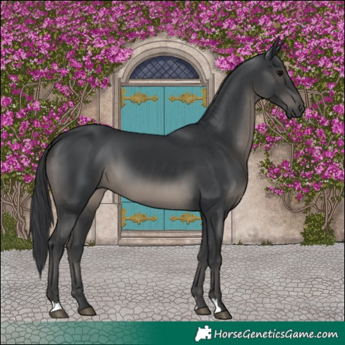 Horse Color:Black 