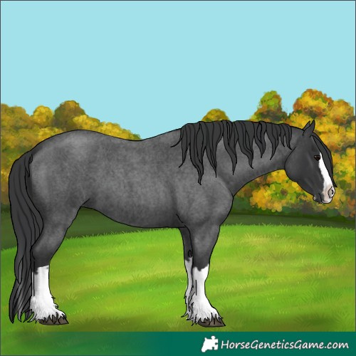 Horse Color:Blue Roan Splash 