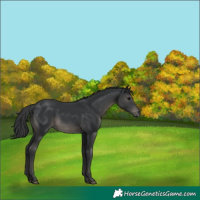 Horse Color:Black 