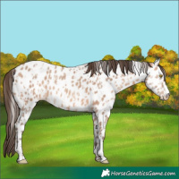 Horse Color:Amber Champagne Appaloosa  and Amber Champagne Appaloosa 
