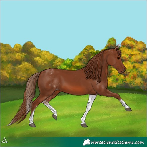 Horse Color:White Spotted Chestnut Sabino 