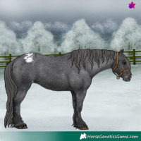 Horse Color:Black Appaloosa Rabicano 