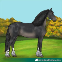 Horse Color:Black 