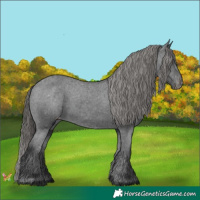 Horse Color:Black Appaloosa Rabicano 