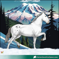 Horse Color:Black Appaloosa Rabicano 