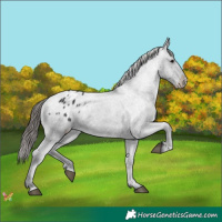 Horse Color:Black Appaloosa Rabicano