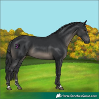 Horse Color:Black 