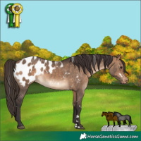 Horse Color:White Spotted Bay Dun Appaloosa Rabicano 