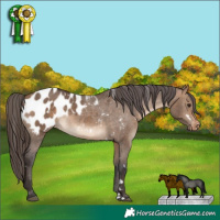 Horse Color:White Spotted Bay Dun Appaloosa Rabicano 