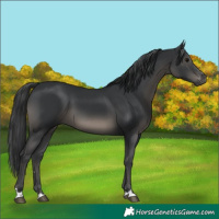 Horse Color:Black 