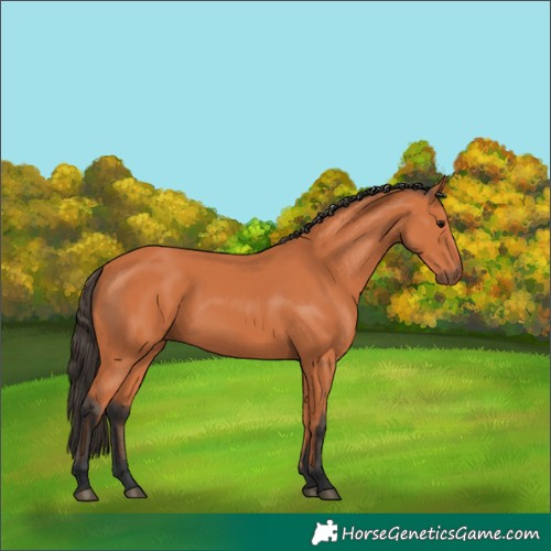 Horse Color:Bay 