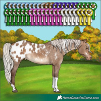 Horse Color:White Spotted Silver Bay Dun Tobiano Appaloosa Rabicano 