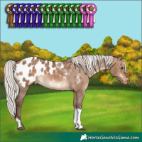 Horse Color:White Spotted Silver Bay Dun Tobiano Appaloosa Rabicano 