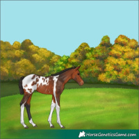 Horse Color:Bay Tobiano Appaloosa Rabicano 