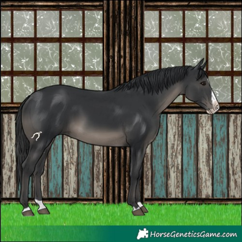 Horse Color:Black Splash