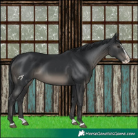 Horse Color:Black Splash
