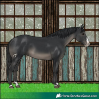 Horse Color:Black Splash 