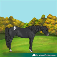 Horse Color:Black Appaloosa Rabicano 