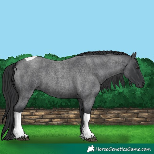 Horse Color:Blue Roan Tobiano 
