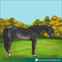 Horse Color:Black 