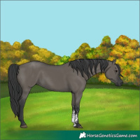Horse Color:Grullo Sabino Rabicano 