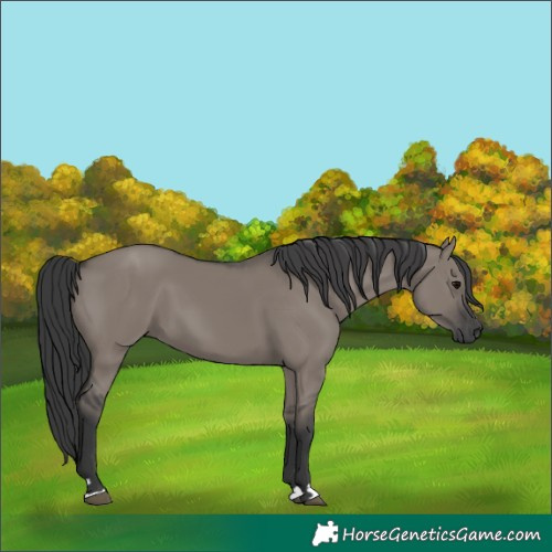 Horse Color:Grullo 