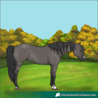 Horse Color:Grullo 