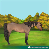 Horse Color:Brown Dun 