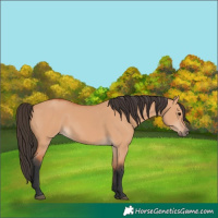 Horse Color:Bay Dun