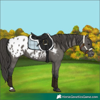 Horse Color:Unknown 