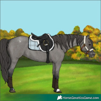 Horse Color:Unknown 
