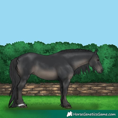 Horse Color:Black 