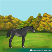Horse Color:Black 