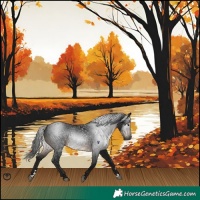Horse Color:Gray Brown 