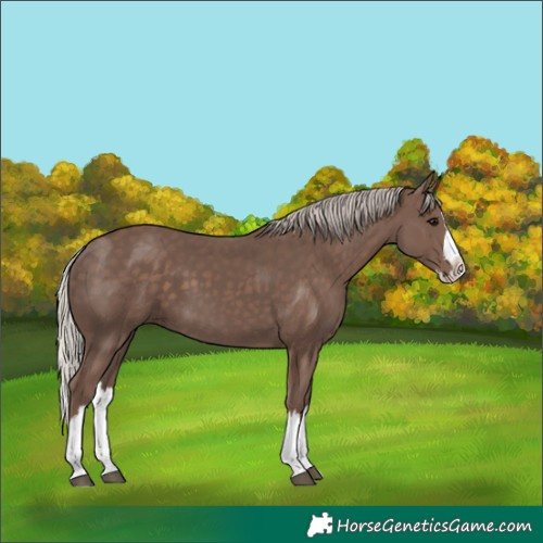 Horse Color:Silver Black Splash