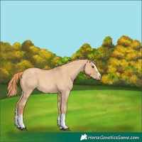 Horse Color:Red Dun Roan Splash Frame Rabicano 