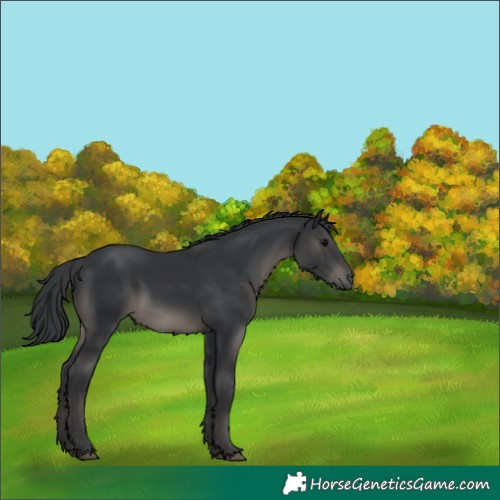 Horse Color:Black 