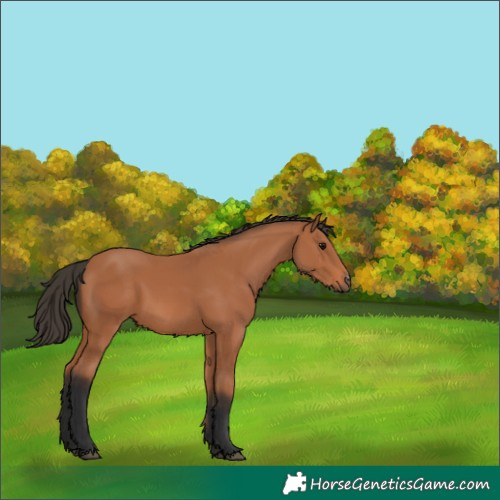 Horse Color:Bay 