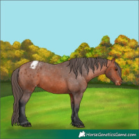 Horse Color:Bay Appaloosa