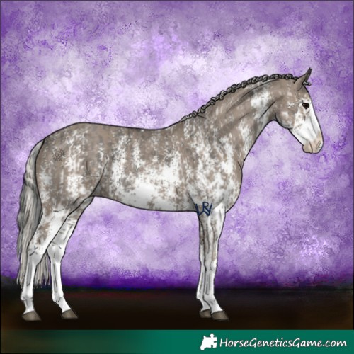 Horse Color:Grullo Sabino Splash  and Silver Grullo Sabino Splash 