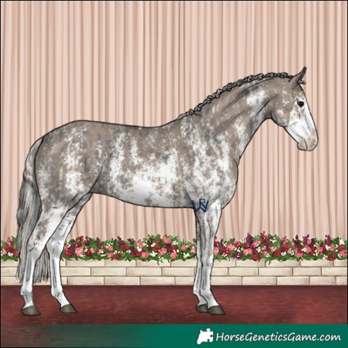 Horse Color:Grullo Sabino Splash  and Silver Grullo Sabino Splash 