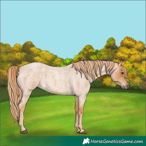 Horse Color:Red Roan 