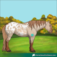 Horse Color:Red Dun Blanket 